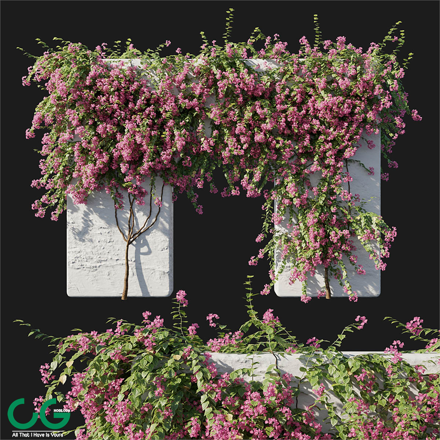Bougainvillea
